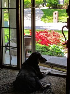dog-day-afternoon-by-front-door-of-home-keeping-wa-2022-11-01-08-09-15-utc